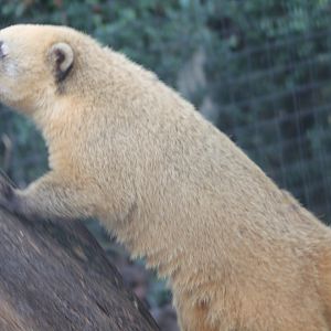 Ring-tailed coati