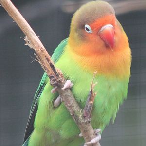 Fischer's lovebird