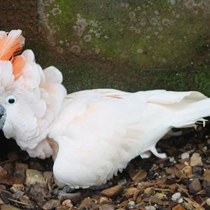 Salmon-crested cockatoo