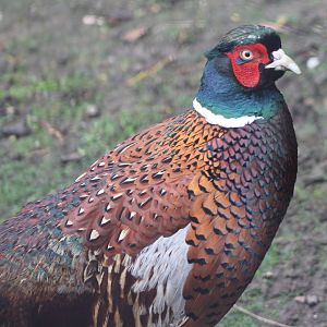 Common pheasant