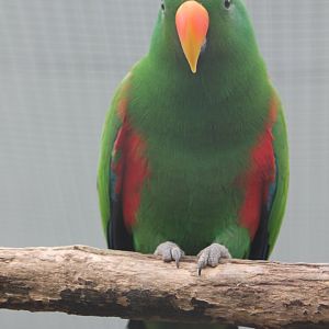 Eclectus
