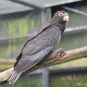 Greater vasa parrot