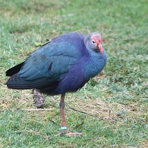 Grey-headed gallinule