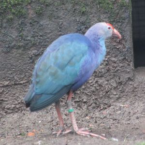 Grey-headed gallinule