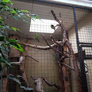 Indoor-enclosure Red-winged parrot