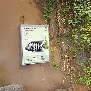 Sign Zebra cichlid