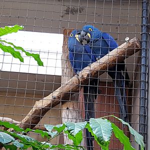 Hyacinth macaws