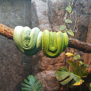 Morelia viridis