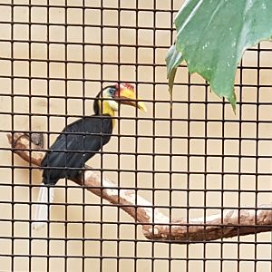 Wrinkled hornbill