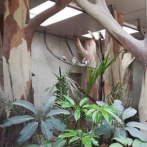 Galah - Kookaburra indoor-aviary