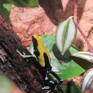Poison frog ID?