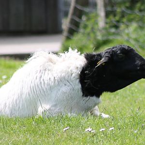 Black-headed sheep