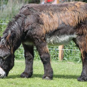 Poitou donkey