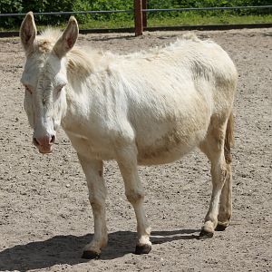 Barock donkey