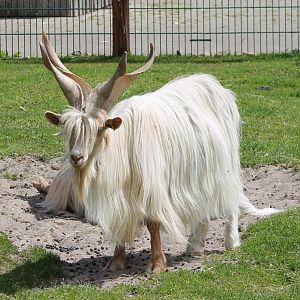 Goat-breed