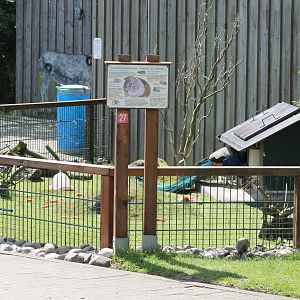 Guinea-pig-enclosure