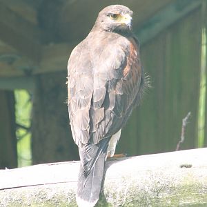 Harris hawk