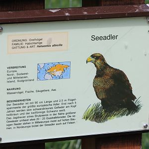 Sign White-tailed sea-eagle