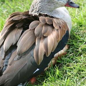 Orinoco goose
