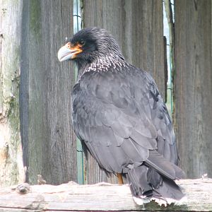 Striated caracara