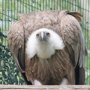 Griffon vulture