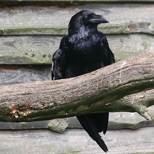 Common raven