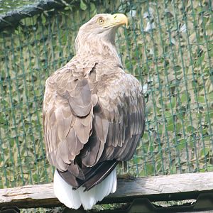 White-tailed sea-eagle