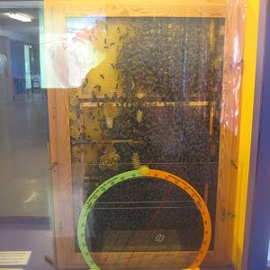 Museum für Natur und Umwelt - Beehive