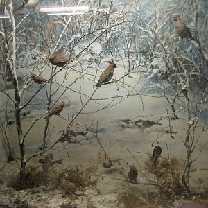 Museum für Natur und Umwelt - Winter migration diorama