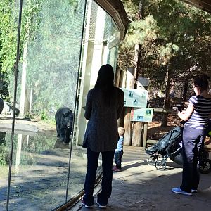 American Black Bear Exhibit