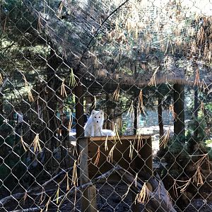 Arctic Fox Exhibit