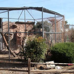 clouded leopard exhibit