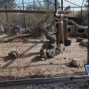 bobcat exhibit (4 cats)