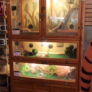 reptile tanks in gift shop