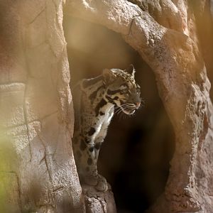 clouded leopard