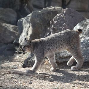 canada lynx cub