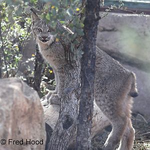 canada lynx cub