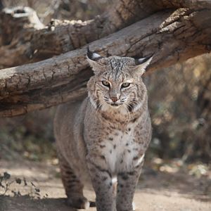 bobcat