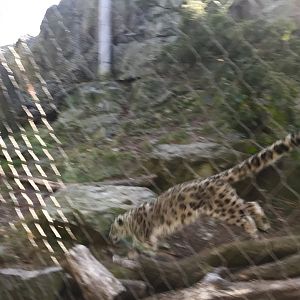 Snow Leopard
