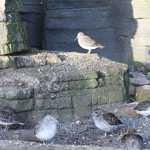 Rock sandpipers