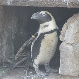 African penguin at the nest