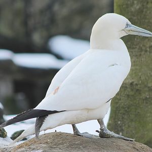 European gannet