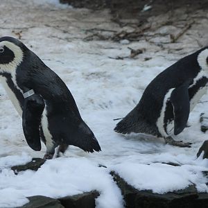 African penguins