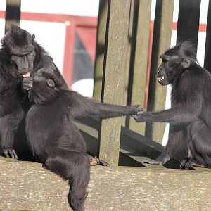 Black crested macaques
