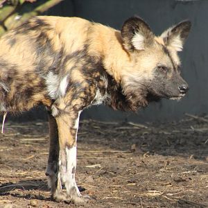 African wild dog