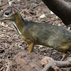 Mouse deer