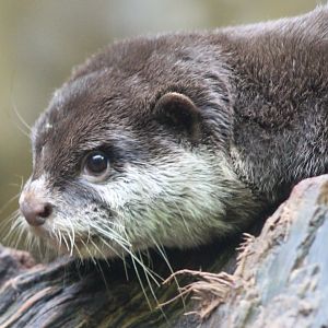 Asian small-clawed otter