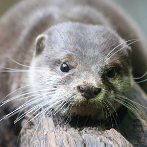 Asian small-clawed otter