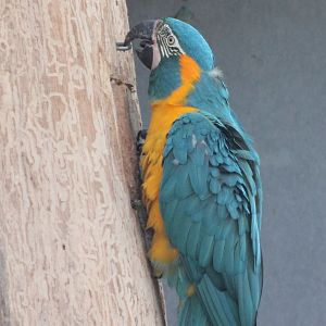 Blue-throated macaw