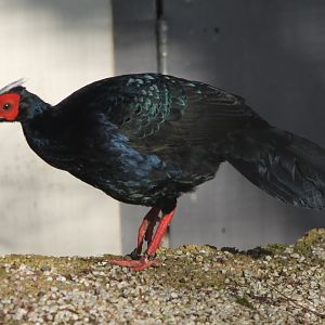 Edward's pheasant